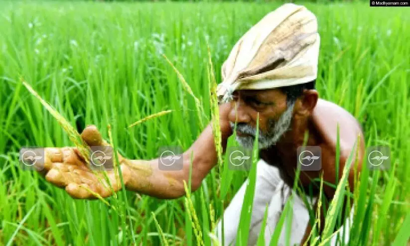 കർഷകദിനത്തിൽ ഒരുലക്ഷം ഇടങ്ങളിൽ പുതുതായി കൃഷി