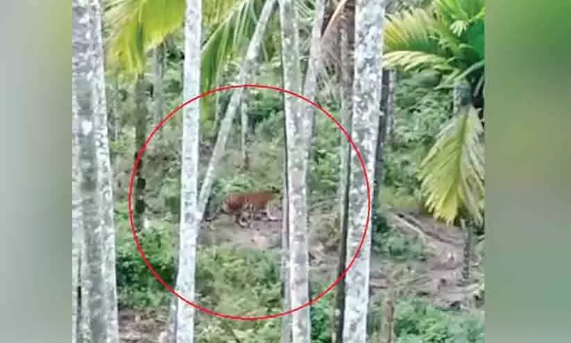 വാകേരിയെ ഭീതിയിലാക്കി കടുവയും കുഞ്ഞുങ്ങളും