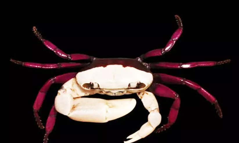 new freshwater crab