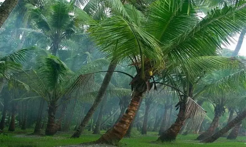 മഴയില്ലാതെ രണ്ടാഴ്ച: രാവിലെ മഞ്ഞ്, പിന്നാലെ കനത്ത ചൂട്