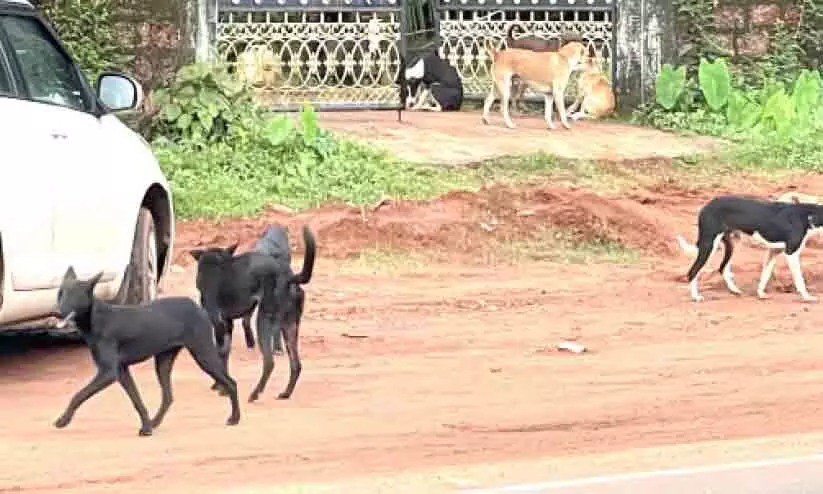 തെരുവ് കൈയടക്കി നായ്ക്കൾ