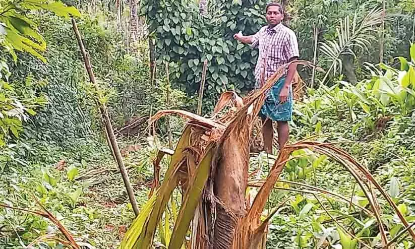 നടവയലിൽ കാട്ടാനശല്യം രൂക്ഷം; വ്യാപക കൃഷിനാശം