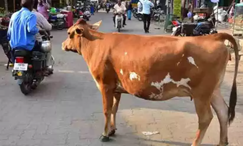 അലഞ്ഞുതിരിയുന്ന പശുക്കളെ പിടികൂടിയവർക്ക് ഭീഷണി