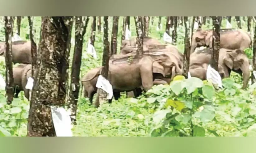 നടാംപാടത്ത് തോട്ടം തൊഴിലാളികള്‍ക്കുനേരെ കാട്ടാന ആക്രമണം