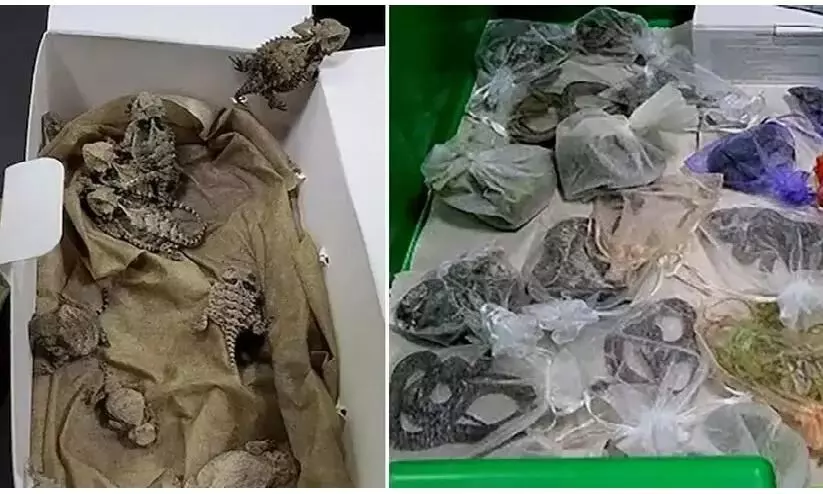 US Smuggler Caught With 60 Snakes, Lizards And Reptiles In His Pants