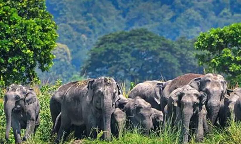 ലോക്കോ പൈലറ്റുമാരുടെ സമയോചിത ഇടപെടൽ ര‍ക്ഷിച്ചത് 12 ആനകളുടെ ജീവൻ