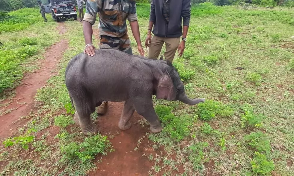 പുഴകടക്കവേ ഒഴുക്കിൽപ്പെട്ട ആനക്കുട്ടിയെ വനപാലകർ രക്ഷപ്പെടുത്തി