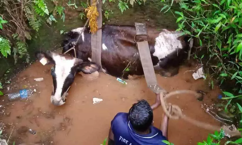 കിണറ്റിൽവീണ പശുവിനെയും വയോധികയെയും രക്ഷിച്ചു