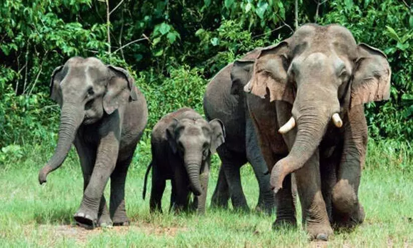 കാട്ടാനകളെ പുലിപ്പറമ്പ് കടത്തും, തൂക്കുവേലി അടക്കും