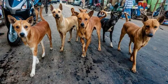 കഴിഞ്ഞ രണ്ട് വര്‍ഷമായി നായ്ക്കളെ സ്റ്റെര്‍ലൈസ് ചെയ്യുന്നില്ലെന്ന് വി.ഡി സതീഷൻ