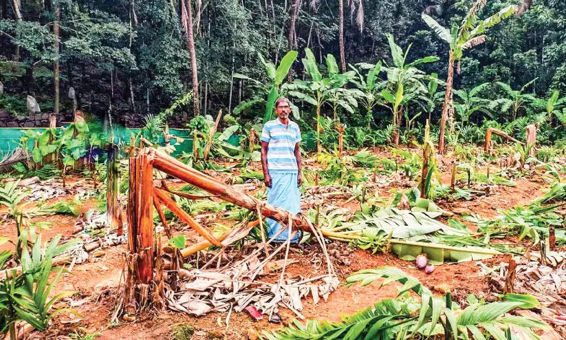 സാമൂഹികവിരുദ്ധർ ഒരേക്കറോളം കൃഷി വെട്ടി നശിപ്പിച്ചു