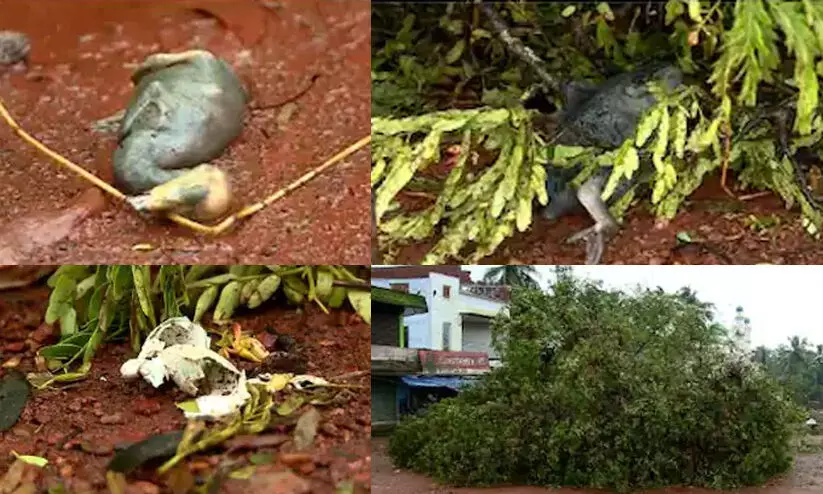 ദേശീയപാത വികസനത്തിന് മരം മുറിച്ചപ്പോൾ പക്ഷിക്കുഞ്ഞുങ്ങൾ ചത്ത സംഭവം: വനം വകുപ്പ് കേസെടുത്തു