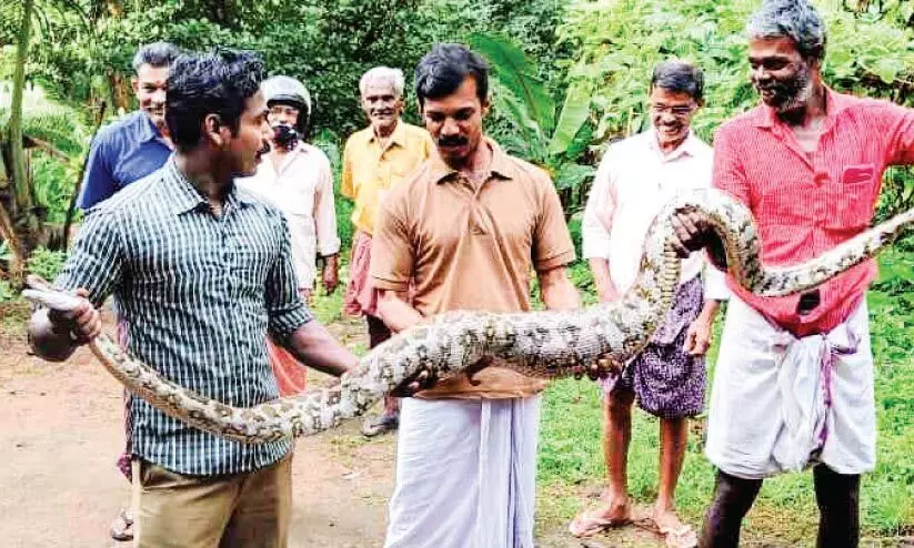 മലമ്പാമ്പിനെ പിടികൂടി