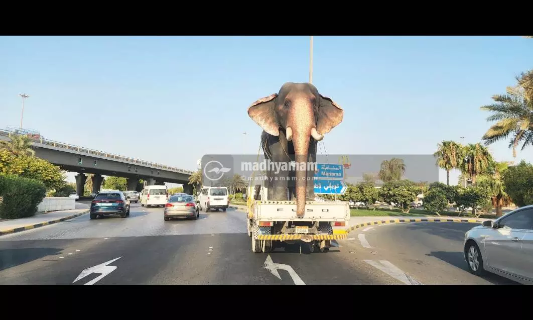 ബഹ്​റൈനിൽ വൈറലായി ഗജവീരൻ