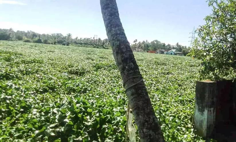 മത്സ്യത്തൊഴിലാളികൾക്ക് ഭീഷണിയായി വീണ്ടും പോളപ്പായൽ