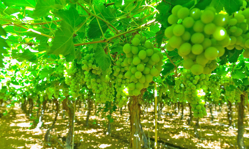 Saudi in grape