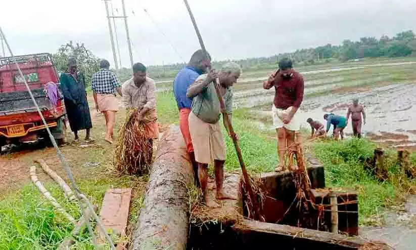 വെളുത്തൂർ അകംപാടത്തെ ബണ്ട് തകർന്നു; 80 ഏക്കർ നെൽകൃഷി മുങ്ങി