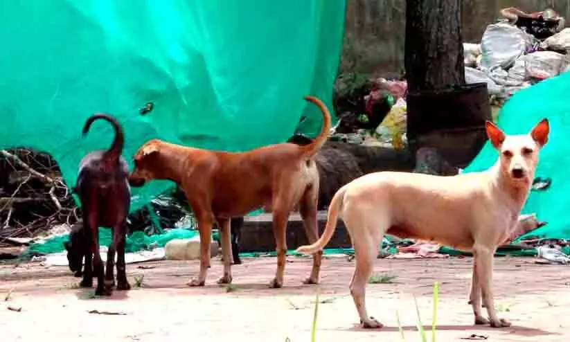 തെരുവുനായ് ശല്യം രൂക്ഷം, ആശങ്കയിൽ നാട്ടുകാർ