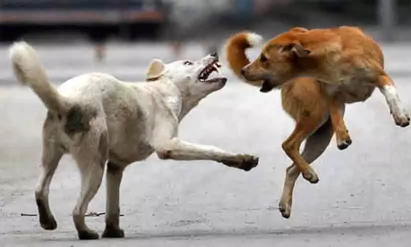 street dog Sterilization