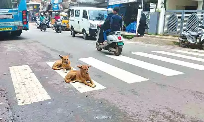 ഇരിങ്ങണ്ണൂര്‍ ടൗണിൽ തെരുവുനായ് ശല്യം