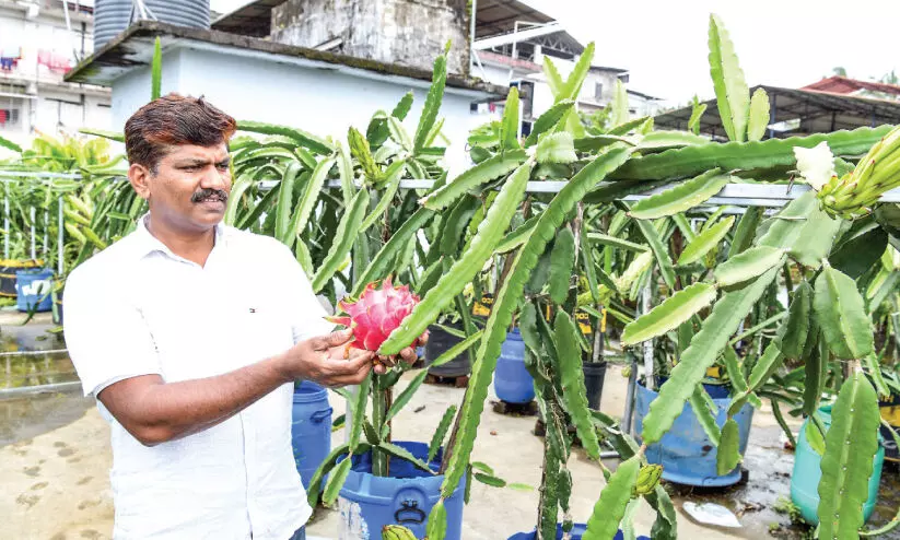 അമേരിക്കൻ ബ്യൂട്ടി... ​ബ്ലാക്ക്​ ആഫ്രിക്കൻ​...  ഇ​വ​രെ​ല്ലാം നാ​ട്ടി​ലെ​ത്തി