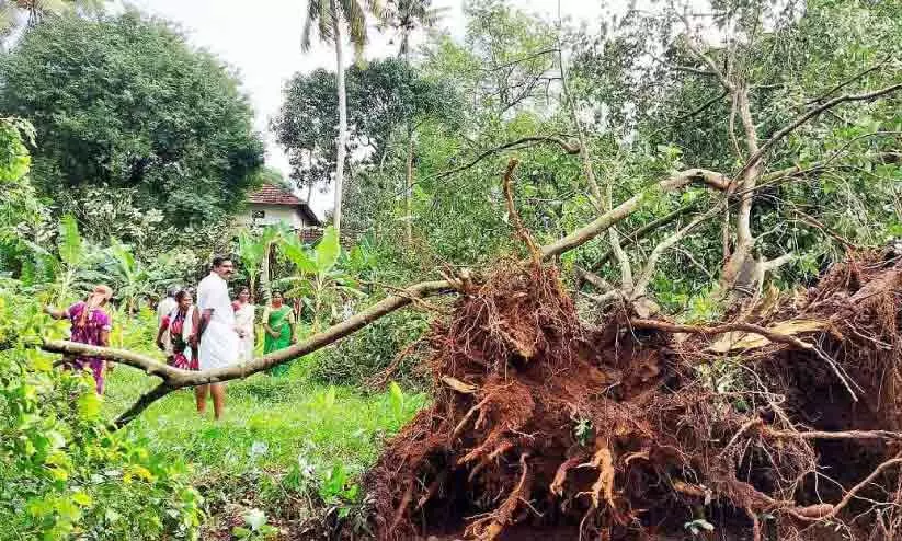 ചുഴലിക്കാറ്റ്: ആളൂരിൽ വൻ നാശം