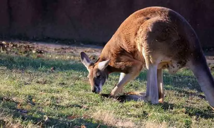 Kangaroo