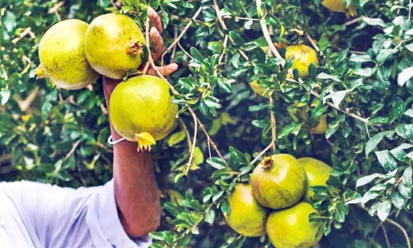 സൗദിയിൽ ഇനി മാതളക്കാലം