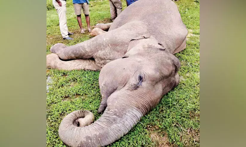 കാട്ടാന ഷോക്കേറ്റ് ചെരിഞ്ഞു; അന്വേഷണവുമായി വനം വകുപ്പ്