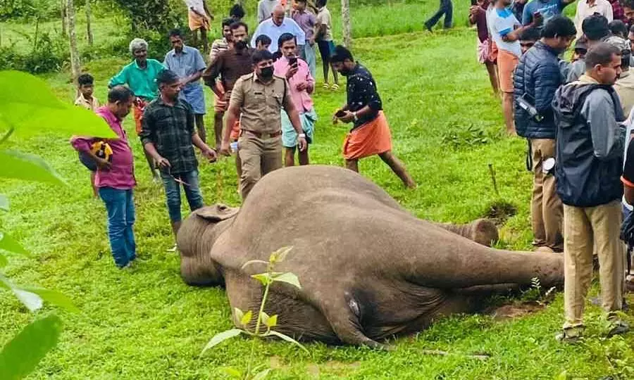 കാട്ടാന ഷോക്കേറ്റ് ചെരിഞ്ഞ സംഭവത്തിൽ മൂന്ന് സഹോദരങ്ങൾ പിടിയിൽ