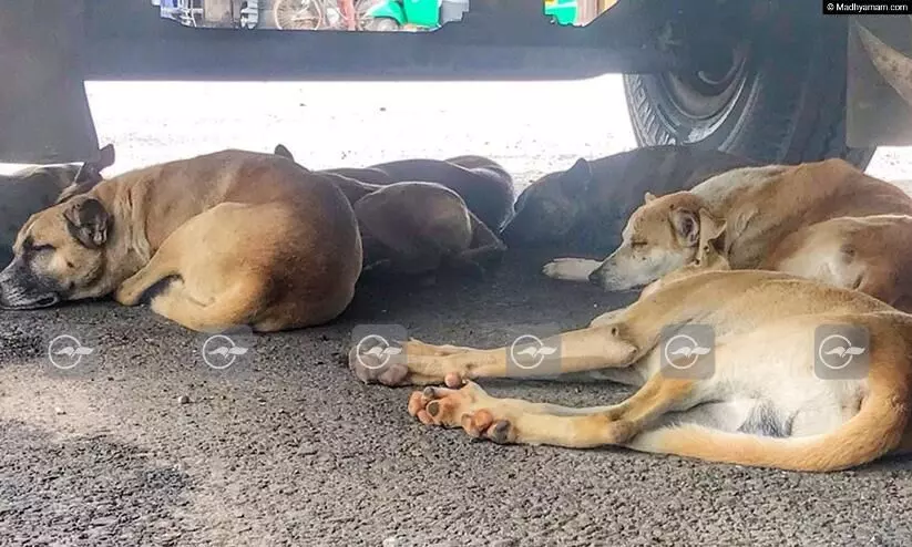 തിരുവനന്തപുരത്ത് നായ്ക്കൾ കൂട്ടത്തോ​ടെ ചത്ത നിലയില്‍