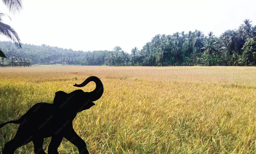 കാടുകയറാതെ കാട്ടാനകൾ: ആശങ്ക മാറാതെ  കർഷകർ