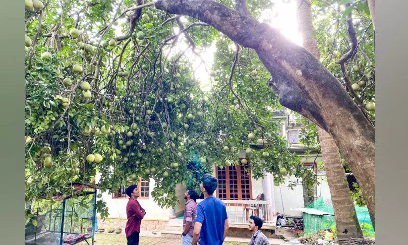 ബഷീറി​െൻറ വീട്ടുമുറ്റത്ത് മധുരക്കാഴ്ചയായി ബബ്ലൂസ്