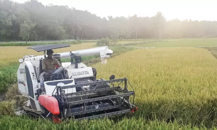 Rice farmers in distress