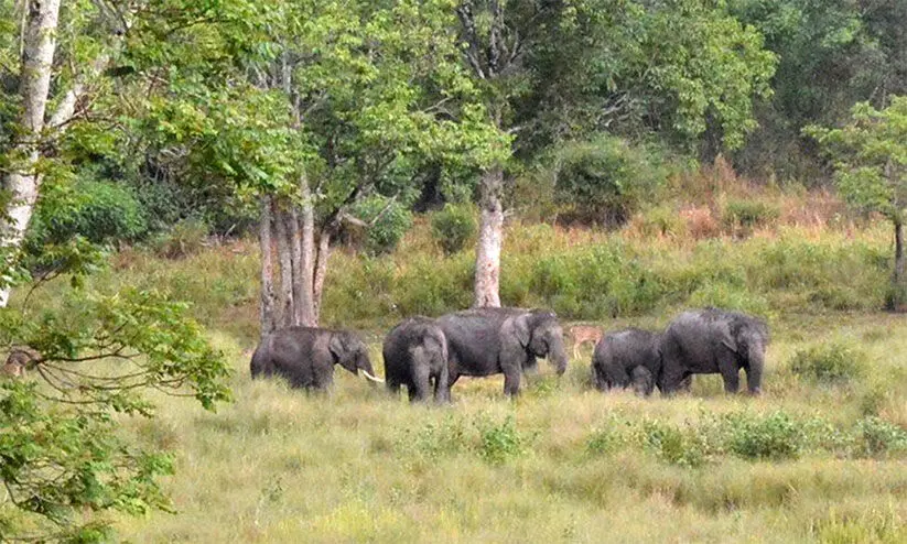 Wild animal: Blockade of country road in Vaithiri today