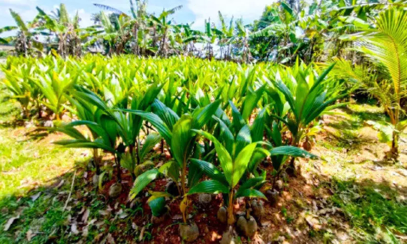 coconut saplings