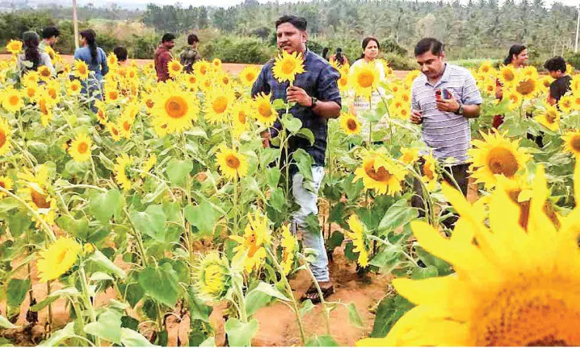 Gundalpet flower fields