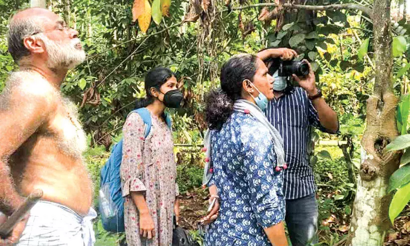 beetles capable of drying trees Farmers are worried