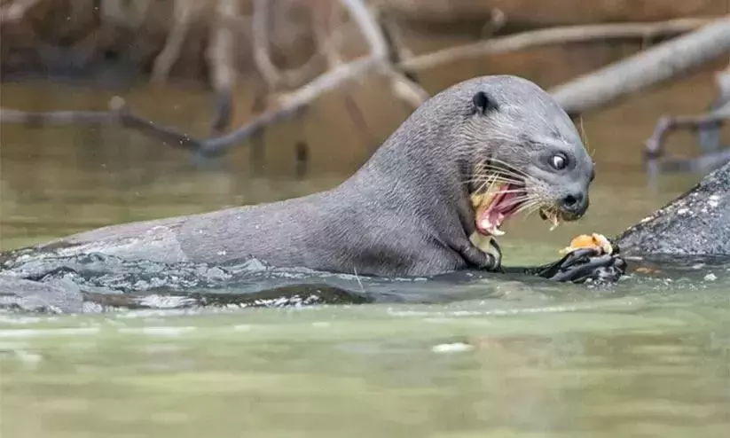 water dog