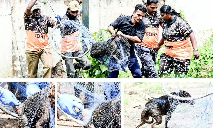 Animal Welfare Department without action