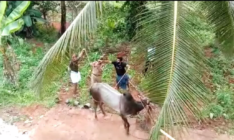 കാളപ്പൂട്ടിന് എത്തിച്ച കാള വിരണ്ടോടി; ഒരാൾക്ക് പരിക്ക്