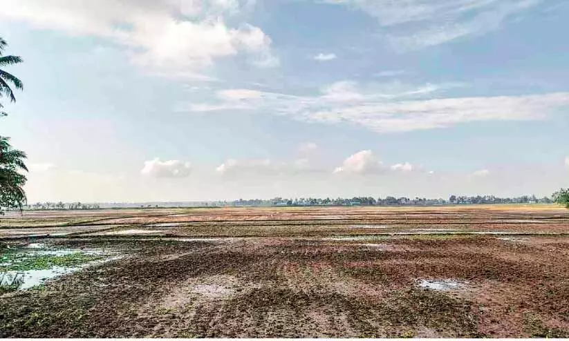 Kuttanad is getting ready for Punchakrishi