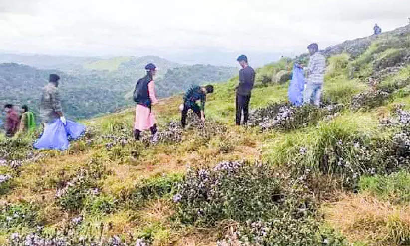 കു​റി​ഞ്ഞി​മ​ല​യെ കു​പ്പ​ത്തൊ​ട്ടി​യാ​ക്കു​ന്ന​തി​നെ​തി​​രെ വ​നം വ​കു​പ്പ്​; ഫീ​സ്​ ഏ​ർ​പ്പെ​ടു​ത്തി പ​ഞ്ചാ​യ​ത്തും