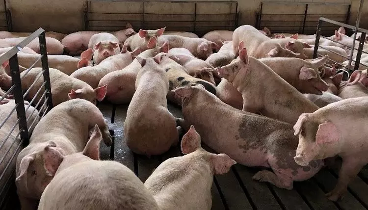 Pigs rearing center
