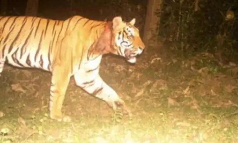 ചീരാൽ കടുവ ആക്രമണം; ആക്ഷൻ കമ്മിറ്റി അംഗങ്ങൾ ഇന്ന് മുഖ്യമന്ത്രിയെ കാണും