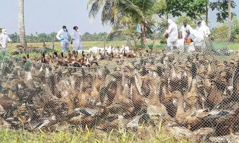 പക്ഷിപ്പനി: താറാവുകളെ കൊന്നുതുടങ്ങി