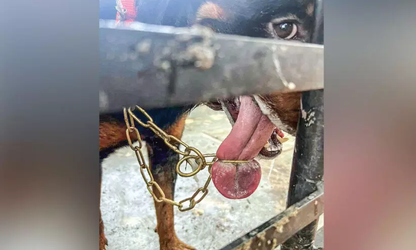 pet dogs tongue stuck in chain