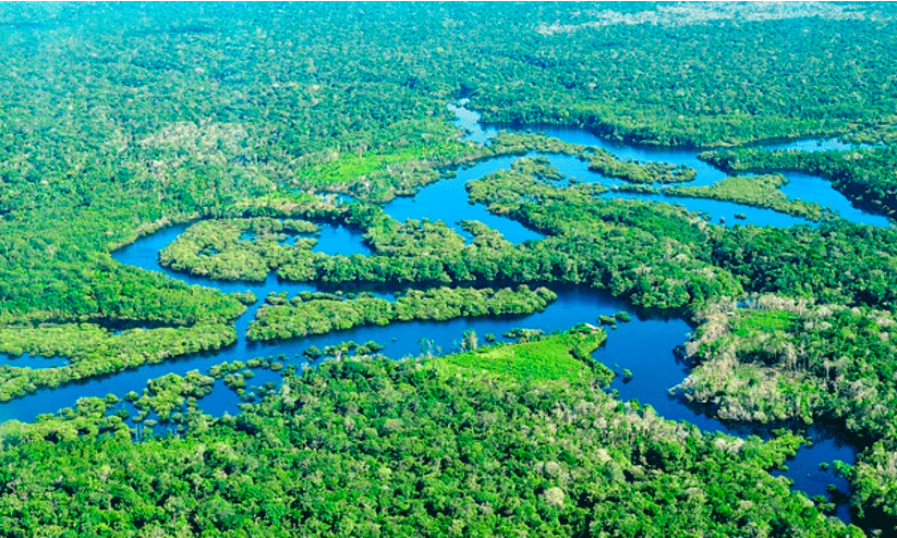 Amazon rainforest