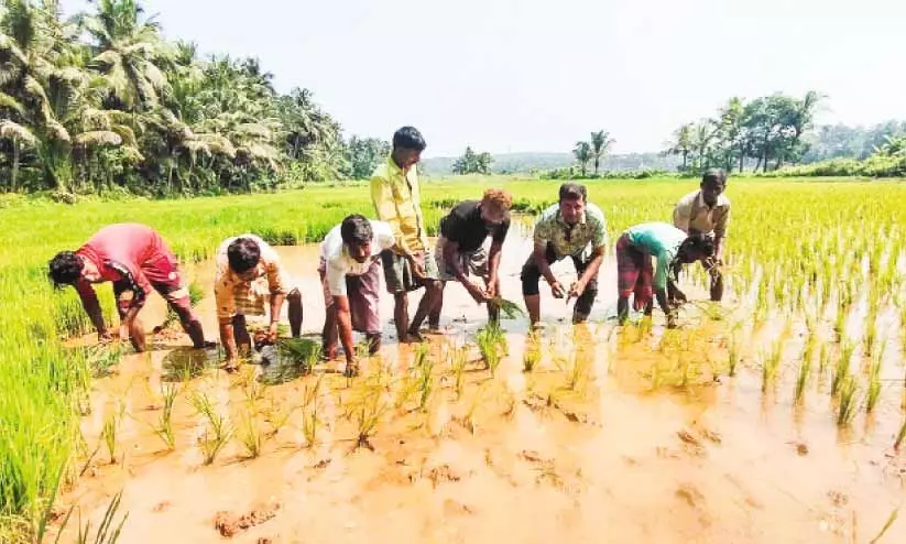 പുഞ്ചിരിതൂകി കർഷകർ:  പെരുമണ്ണ ക്ലാരിയിലെ 20 ഏക്കറിൽ കൃഷിയാരംഭിച്ചു