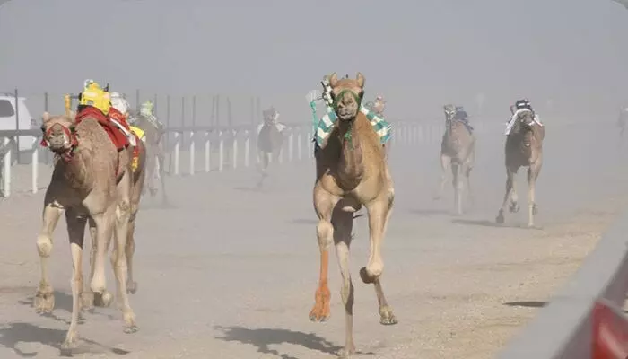 Camel race begins in Thumrait